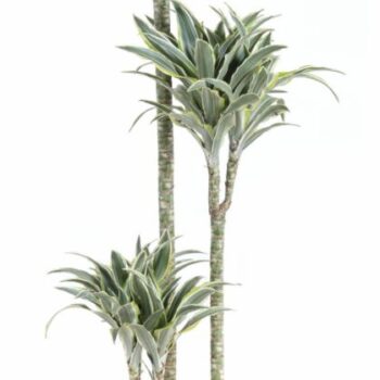 Dracaena Surprise 90-60-30