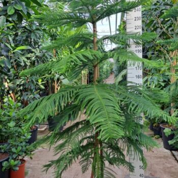 Araucaria 300