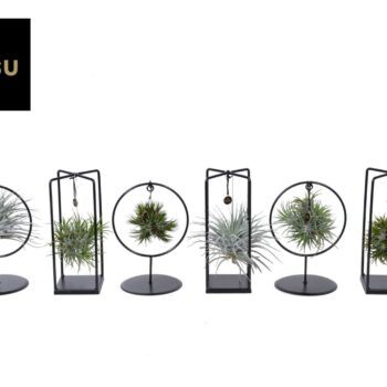 Tillandsia Cube/Ring mix (Small) IN EURODOOS