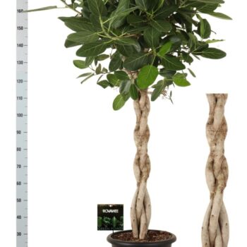 Ficus bengh Audrey melted braid