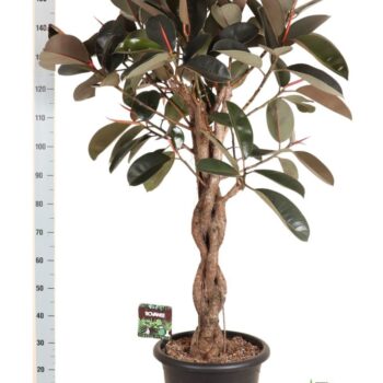 Ficus elastica Burgundy melted braid