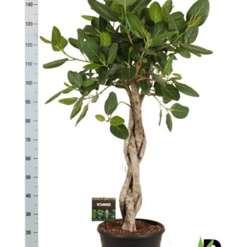 Ficus bengh Audrey melted braid