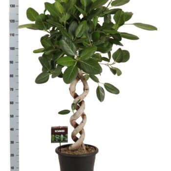 Ficus bengh. Audrey dubbel spiraal