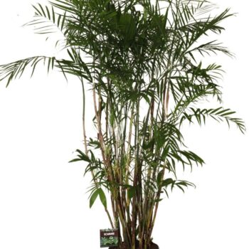 Chamaedorea Seifrizii