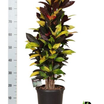 Codiaeum var. Mrs. Iceton vertakt