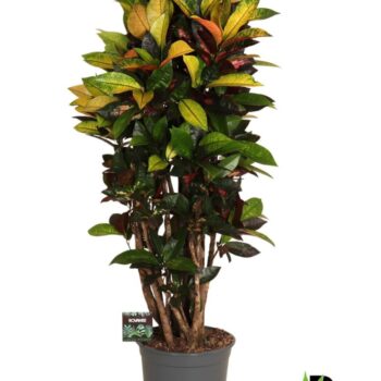 Codiaeum var. Mrs. Iceton vertakt