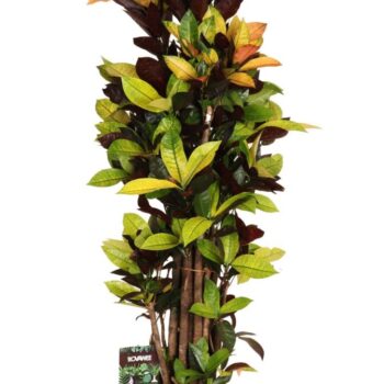 Codiaeum var. Mrs. Iceton vertakt