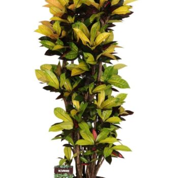 Codiaeum var. Mrs. Iceton vertakt