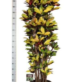 Codiaeum var. Mrs. Iceton vertakt