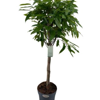 Ficus Binnendijkii Amstel King 3 stem