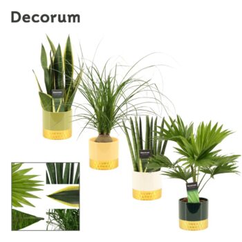 Groenmix 12 cm in Frederique (Top blend-collection)