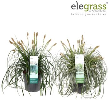 Carex mix laag P23 los