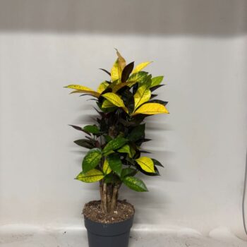 Croton Iceton branched