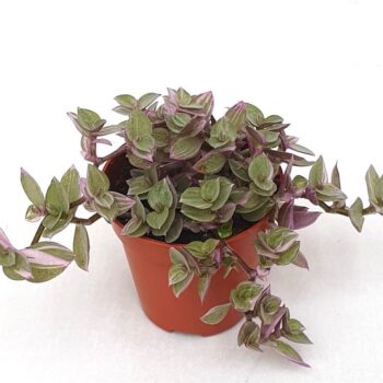 Tradescantia zeb. 'Pink Panther'