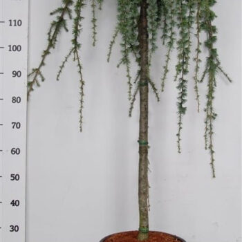 Cedrus atl. 'Glauca Pendula'