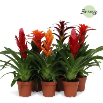 Bromelia Stylish