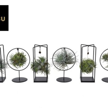 Tillandsia Cube/Ring mix (Medium) EURODOOS