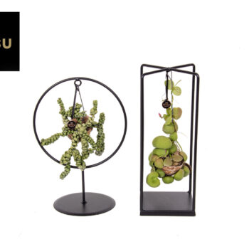 Dischidia Shelly Cube/Ring mix (Medium) EURODOOS