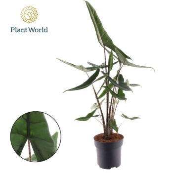 Alocasia Tigrina Superba