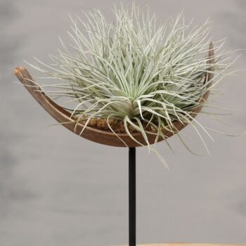 Cotton stand de Luxe