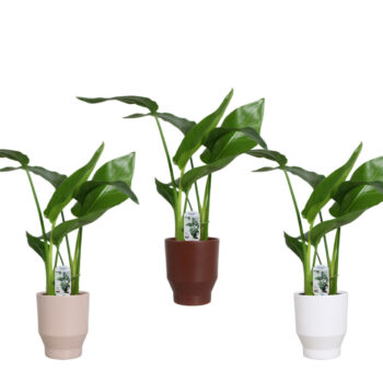 Strelitzia nicolai 2 stek 45-55cm in Lugano keramiek