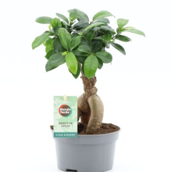 Ficus microcarpa Ginseng Bonsai Bowl