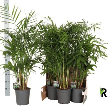 Chamaedorea Seifrizii in fust 352