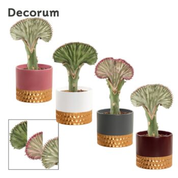 Euphorbia Lactea 9 cm in Frederique (Rich love-collection)