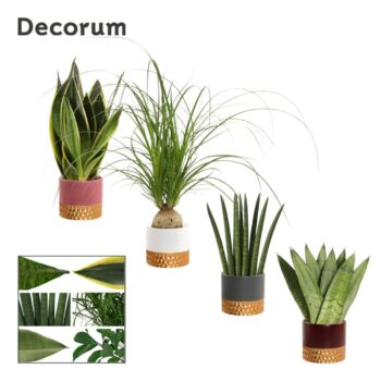 Groenmix 9 cm in Frederique (Rich love-collection)