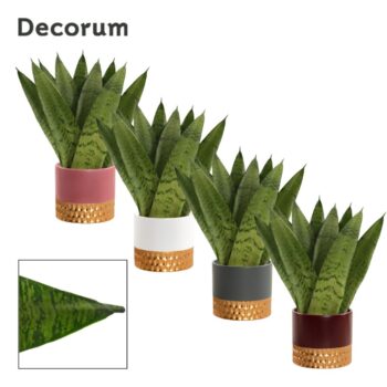Sansevieria zeylanica fan 9 cm in Frederique (Rich love-collecti