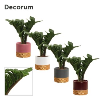 Zamioculcas Zenzi V-leaf 9 cm, 2 veren in Frederique (Rich love-