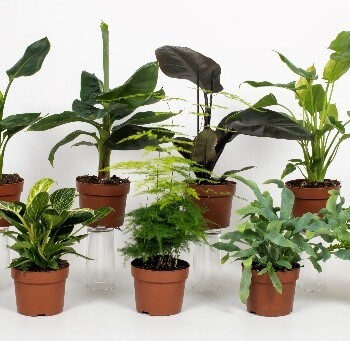 Groen Mix 12cm - Classic - week 10 - blanco hoes - soorten zoals foto