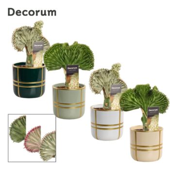 Euphorbia Lactea 12 cm in Lauri (Top blend-collection)