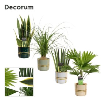 Groenmix 12 cm in Lauri (Top blend-collection)