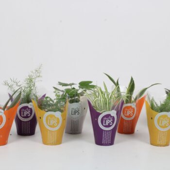 Groen Mix 12cm - Classic - More Lips hoes