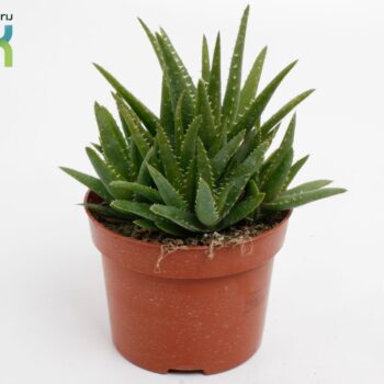Aloe Vera Verini