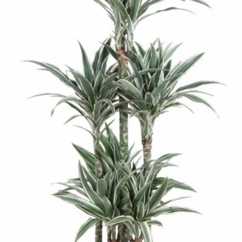 Dracaena White Stripe 90-carrousel