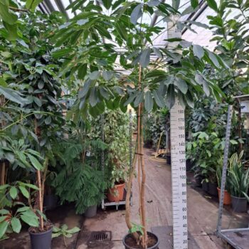 Schefflera Amate stam XL