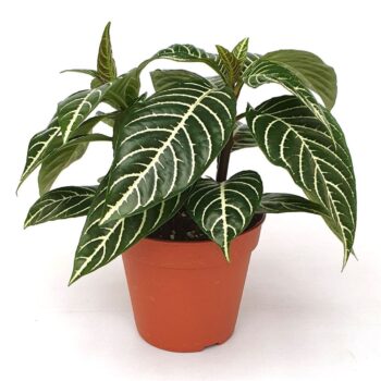 Aphelandra squarrosa 'Dania'