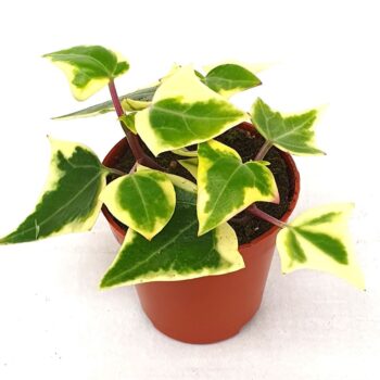 Senecio macroglossus Variegata