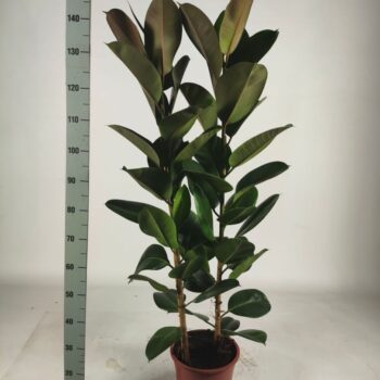 Ficus elastica 'Robusta' toef 2pp