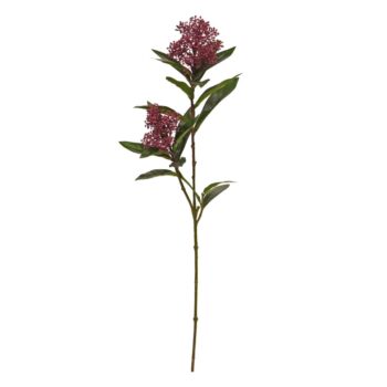 Skimmia Kunst tak  Burgundy
