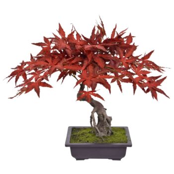 Acer Kunst Bonsai  Burgundy