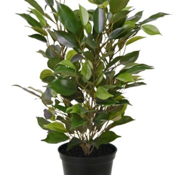 Ficus Natasja Kunstplant  in  pot