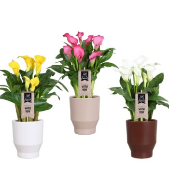Zantedeschia gemengd Calla mix in Lugano keramiek