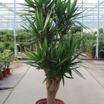 Yucca elephantipes
