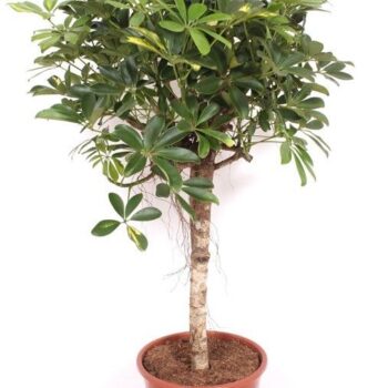 Schefflera Gold Capella