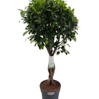 Ficus Microcarpa Nitida (EXTRA HEAVY)