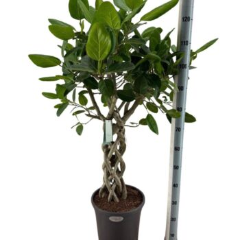 Ficus Benghalensis Audrey