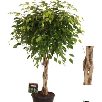Ficus benj. Exotica melted braid